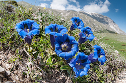 Landscape photography with flowers are a feature of our Sibillini photographic tour